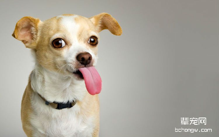如何制止犬护食的坏习惯