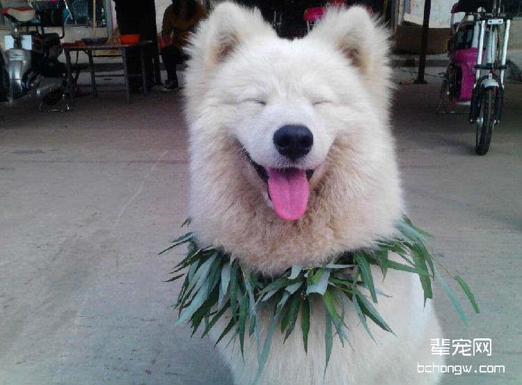 你知道萨摩耶不同的声音意味着什么意思吗