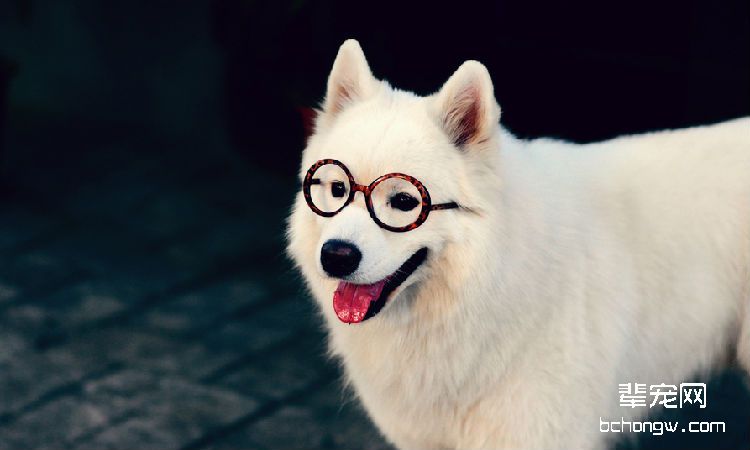 萨摩耶犬喂养之十大不良习惯您知道吗