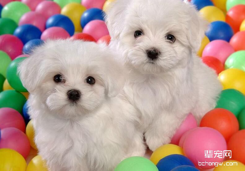 怀孕比熊母犬喂养知识大全（1）-交配期