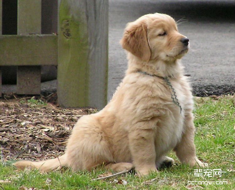 新手如何挑选金毛犬-小狗篇