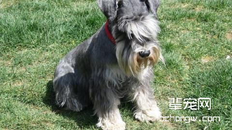 如何挑选雪纳瑞幼犬