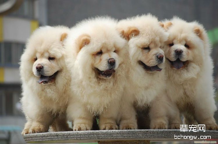 怎么在狗场或犬舍里购买挑选松狮犬