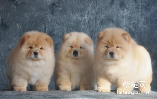 赛级松狮幼犬应该怎么挑选呢