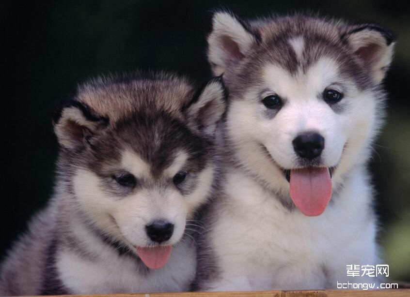 怎样可以快速挑选出一只性格好的哈士奇幼犬