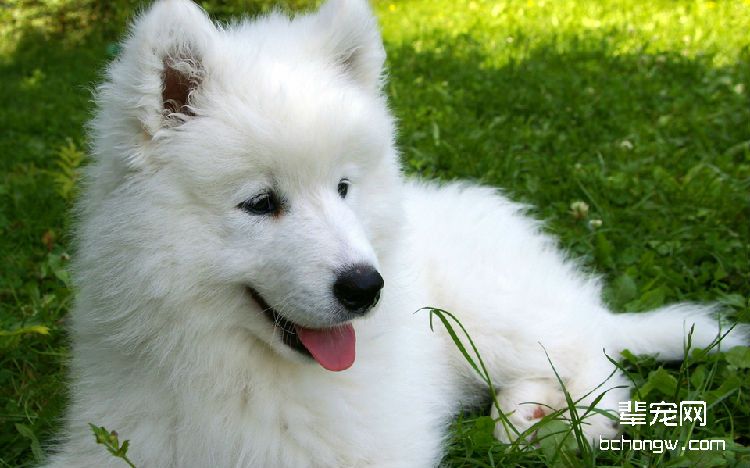 如何挑选出一只健康的萨摩耶幼犬