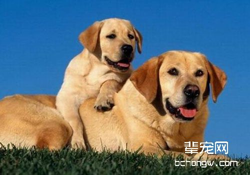 狗恋人，猫恋家是真的吗？