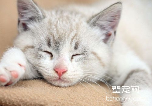 猫咪喂食器的种类有哪些？