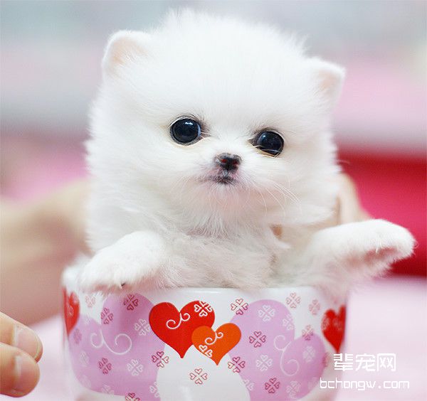 茶杯犬的品种介绍