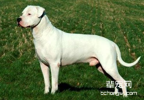 杜高犬不吃东西是什么原因？