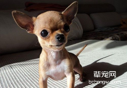 吉娃娃需要怎么样的生活环境？
