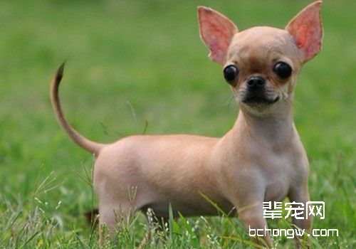 吉娃娃饲养不宜太胖