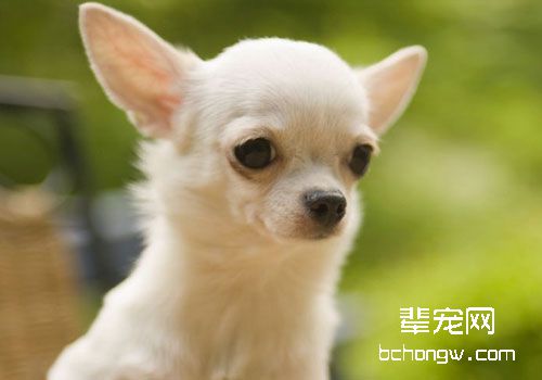 给吉娃娃剪毛要注意什么？