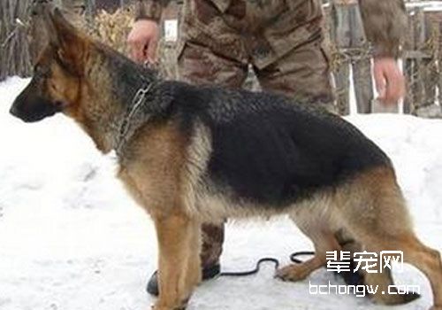 德国牧羊犬选购时要注意什么？