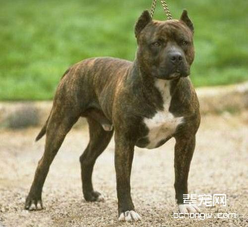 凶猛的比特犬，该不该养
