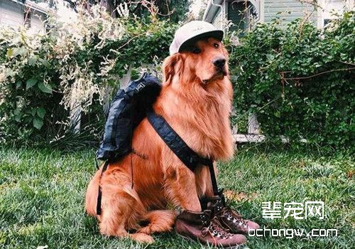 带上狗狗旅行的注意事项