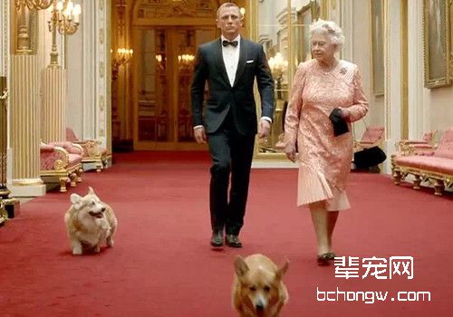 英国女王的柯基