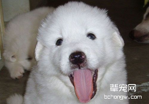 你知道给大白熊犬剪毛剃毛的方法吗？