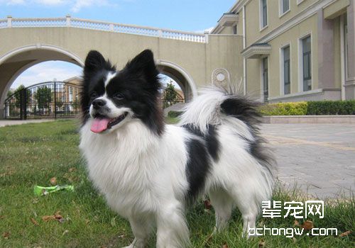 你知道挑选蝴蝶犬的正确方法吗？