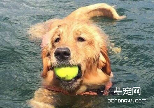 金毛犬最最正确的管理方法你知道吗？