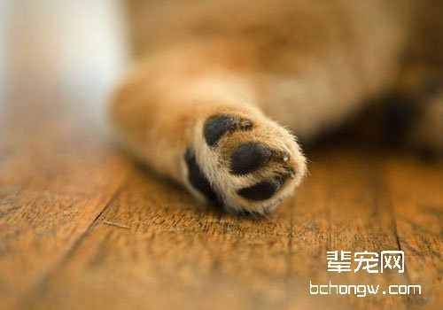 正确认识狗狗的爪子