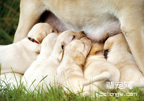 狗狗怀孕的征兆和注意事项