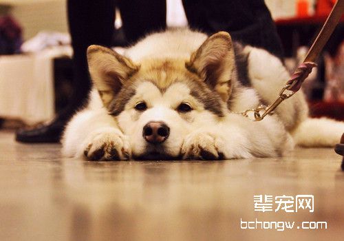什么样的狗狗需要补钙？