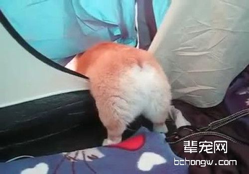 大家为什么爱柯基？