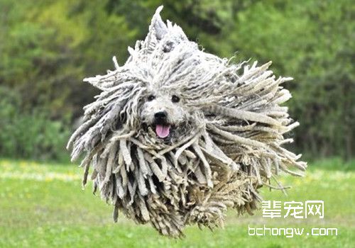 来自匈牙利的大型拖把——可蒙犬