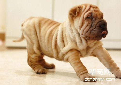 中国第一斗狗——沙皮犬