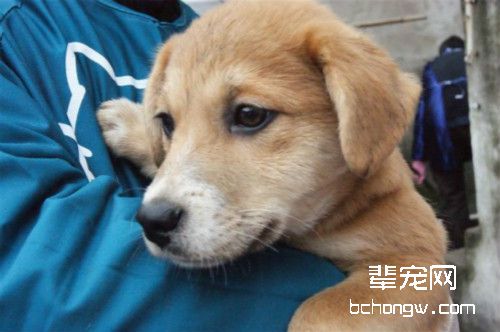 宠物狗领养时要注意什么