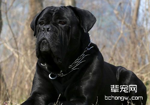 卡斯罗犬的性格是怎么样的？