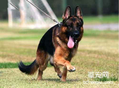 德国牧羊犬害怕什么