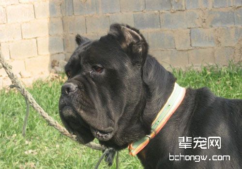 卡斯罗犬选购时要注意什么？
