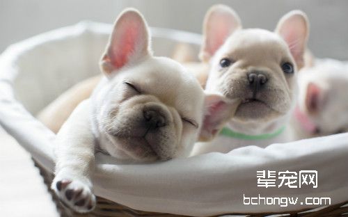 解决法国斗牛犬体臭的方法