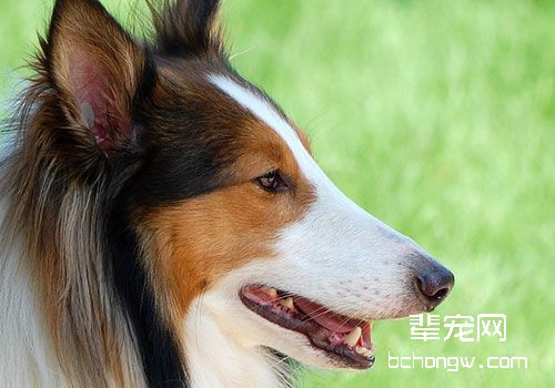 苏格兰牧羊犬的价格如何？