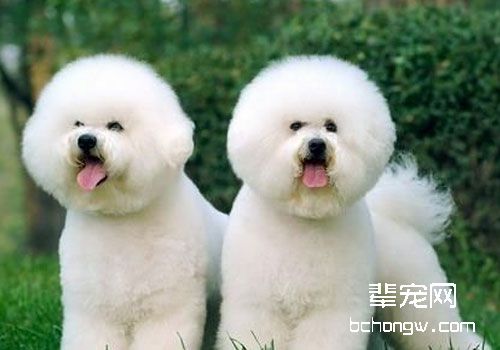 怎么给比熊进行保健？