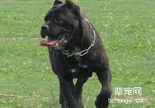 卡斯罗犬多少钱一只？