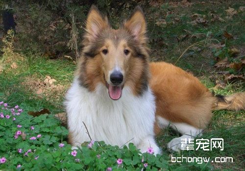 苏格兰牧羊犬皮肤过敏怎么办？