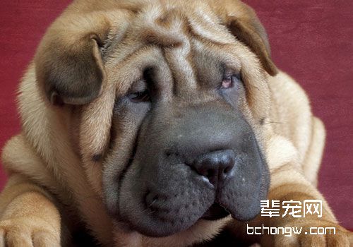 沙皮狗身上的皱纹为什么那么多？