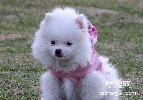 狗狗不是想养就养，以下的养狗规矩你都知道吗？