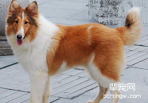 苏格兰牧羊犬选购时要注意什么？