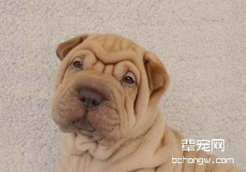 沙皮狗吃什么狗粮好？