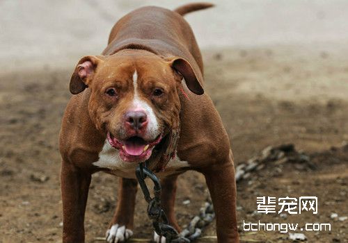 猛犬类NO1，不怕痛的铁血战士——美国比特犬