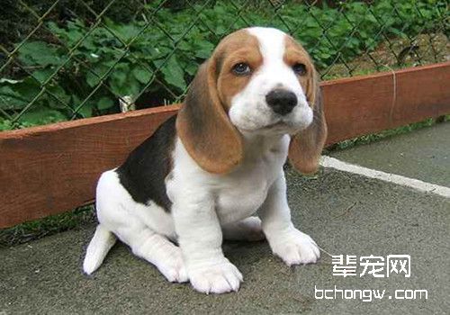 为人类的健康牺牲，常见的实验用犬——比格犬