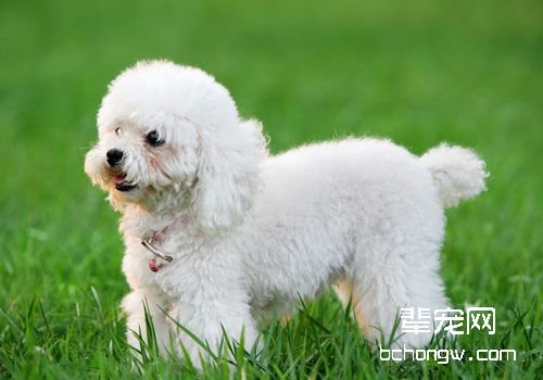 贵宾犬饮食禁忌有哪些？