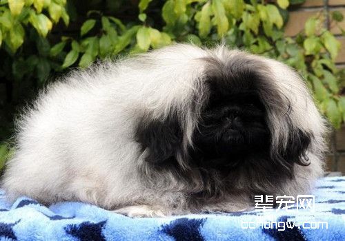 来自宫廷的贵族神话——京巴犬