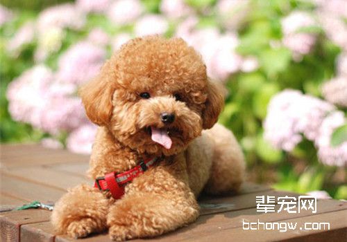 如何给泰迪拔耳毛