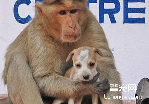 正确的抱狗姿势让狗狗和你更亲近