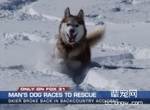 哈士奇也有不二的一面
